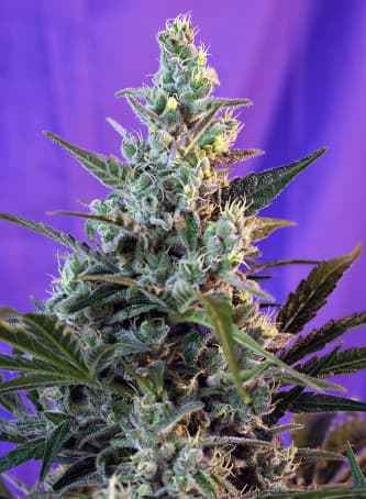 Sweet Skunk Auto > Sweet Seeds | Autoflowering Hanfsamen  |  Hybrid