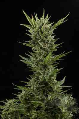 Sweet Skunk Automatic > Royal Queen Seeds | Semillas autoflorecientes  |  Índica