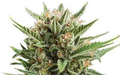 Sweet Skunk Automatic > Royal Queen Seeds | Autoflowering Cannabis   |  Indica