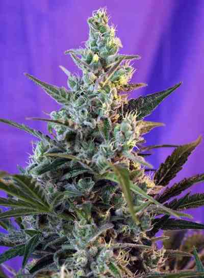 Sweet Skunk F1 Fast Version > Sweet Seeds | Feminisierte Hanfsamen  |  Hybrid