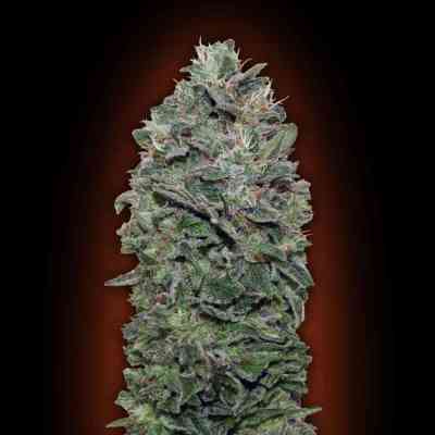 Female Collection #3 > 00 Seeds Bank | Feminized Marijuana   |  Indica