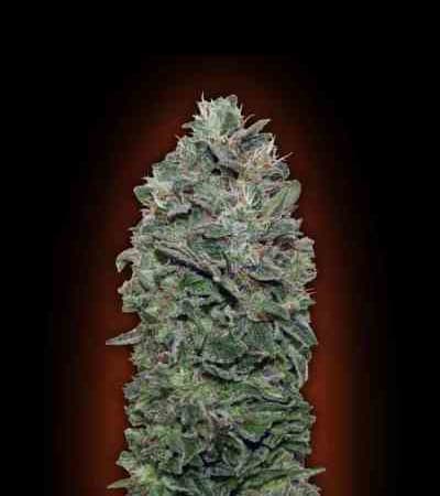 Sweet Soma > 00 Seeds Bank | Feminisierte Hanfsamen  |  Indica