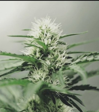 Sweet Somango Fast > 00 Seeds Bank | Feminisierte Hanfsamen  |  Indica