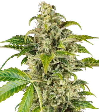 Sweet & Sour Cream Automatic > Sensi Seeds | Semillas de marihuana autoflorecientes  |  Índica