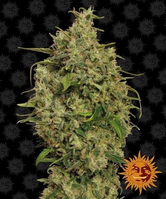 Sweet Tooth > Barneys Farm | Feminized Marijuana   |  Indica