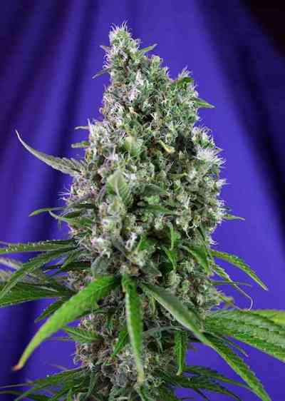 Sweet Trainwreck Auto > Sweet Seeds | Autoflowering Cannabis   |  Hybrid