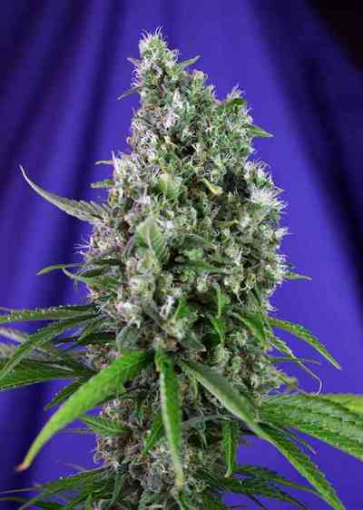 Sweet Trainwreck Auto > Sweet Seeds | Autoflowering Hanfsamen  |  Hybrid