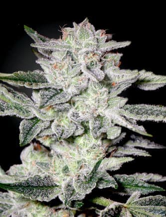 Sweet Valley Kush > Green House Seed Company | Graines Féminisées  |  Indica