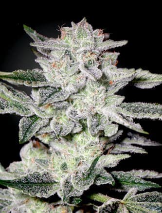 Sweet Valley Kush > Green House Seed Company | Feminized Marijuana   |  Indica