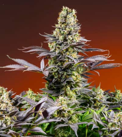 Sweet Zenzation > Sweet Seeds | Feminisierte Hanfsamen  |  Indica