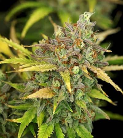 Sweet ZZ Automatic > Royal Queen Seeds | Autoflowering Hanfsamen  |  Indica