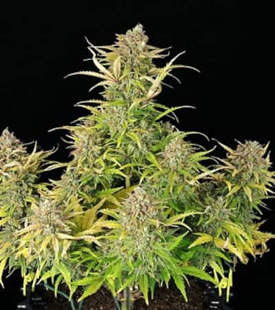 Sweet ZZ Automatic > Royal Queen Seeds | Graines Autofloraison  |  Indica