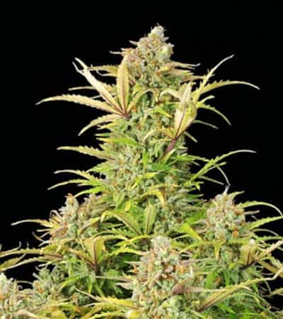 Sweet ZZ Automatic > Royal Queen Seeds | Autoflowering Cannabis   |  Indica