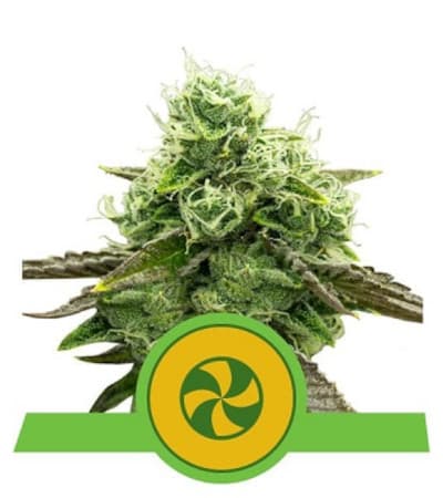 Sweet ZZ Automatic > Royal Queen Seeds | Autoflowering Hanfsamen  |  Indica