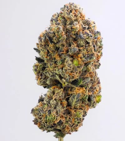 Sweet ZZ > Royal Queen Seeds | Semillas feminizadas  |  Índica