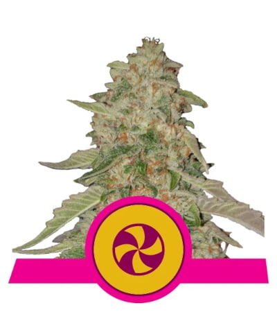 Sweet ZZ > Royal Queen Seeds | Graines Féminisées  |  Indica