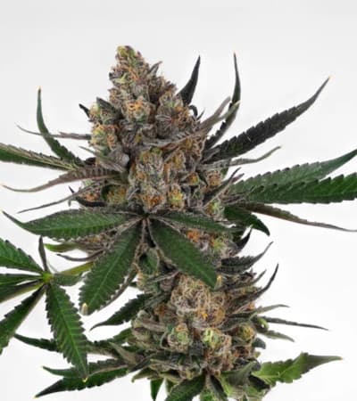 Sweet ZZ > Royal Queen Seeds | Graines Féminisées  |  Indica