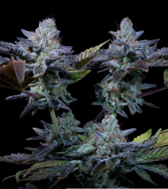 Sweetopia > Paradise Seeds | Graines Féminisées  |  Indica