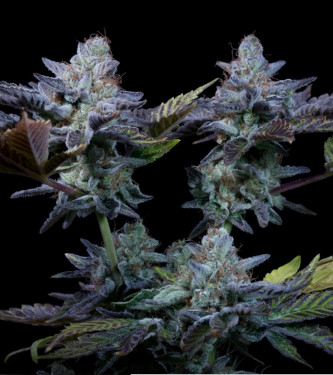 Sweetopia > Paradise Seeds | Feminized Marijuana   |  Indica