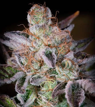 Sweetopia > Paradise Seeds | Graines Féminisées  |  Indica