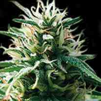 Sweety Automatic > Blim Burn Seeds | Semillas de marihuana autoflorecientes  |  Índica
