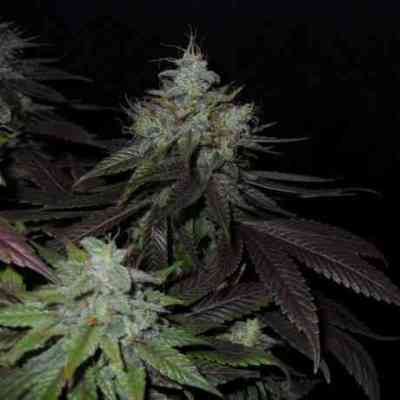 Swiss Cheese > Nirvana | Feminized Cannabis   |  Hybrid