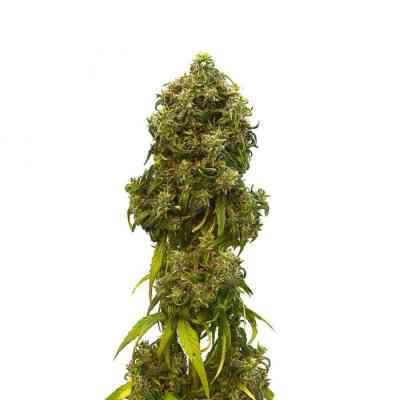 Swiss Dream Auto CBD Seed > Kannabia Seeds | CBD cannabis seeds  |  Hybrid