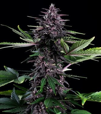 Swiss Dream CBD Rose Auto > Kannabia Seeds | Medizinische Hanfsamen (CBD)  |  Indica