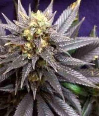 Swiss-xT > KC Brains | Semillas feminizadas  |  Sativa