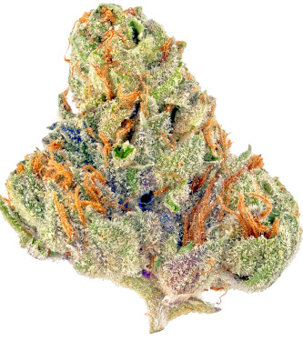 Tahoe OG > Bulk Seeds | Feminized Marijuana   |  Indica