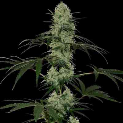 Tangerine Dream Auto > Barney\'s Farm | Autoflowering Hanfsamen  |  Indica