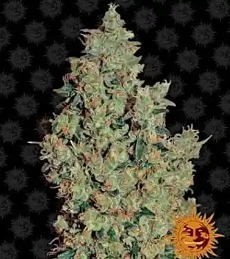 Tangerine Dream > Barney`s Farm | Semillas feminizadas  |  Híbrido