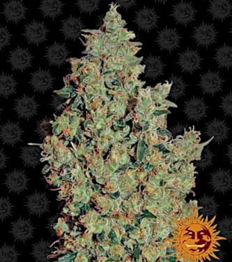 Tangerine Dream > Barney`s Farm | Feminisierte Hanfsamen  |  Hybrid