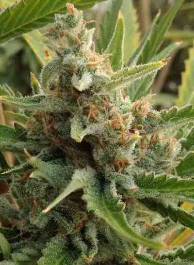 Tangerine Kush > Rare Dankness Seeds | Graines Normal  |  Indica