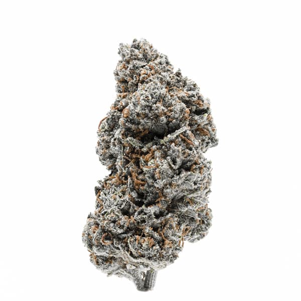 Tangerine Sherbet Seed > Growers Choice | Feminized Cannabis   |  Hybrid