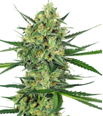 Tangerine Sugar > Sensi Seeds | Feminisierte Hanfsamen  |  Sativa