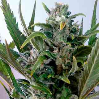 Tangie Auto > Blim Burn Seeds | Autoflowering Cannabis   |  Hybrid