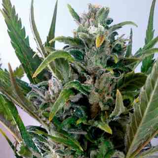 Tangie Auto > Blim Burn Seeds | Autoflowering Hanfsamen  |  Hybrid