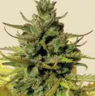 Tangie Auto > Blim Burn Seeds | Autoflowering Cannabis   |  Hybrid