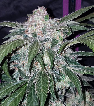 Tangie\'matic > Fast Buds Company | Autoflowering Cannabis   |  Sativa