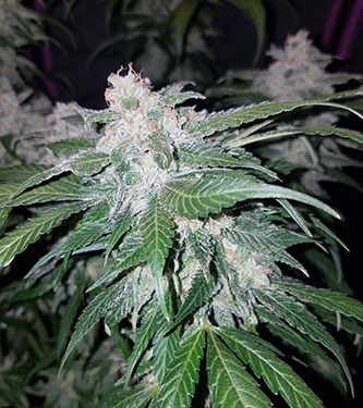 Tangie\'matic > Fast Buds Company | Autoflowering Hanfsamen  |  Sativa