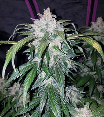 Tangie\'matic > Fast Buds Company | Autoflowering Hanfsamen  |  Sativa