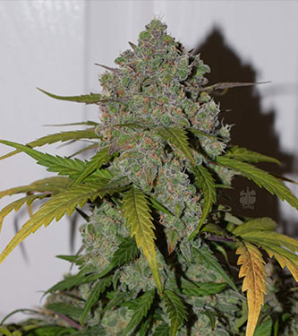 Tangie\'matic > Fast Buds Company | Autoflowering Cannabis   |  Sativa