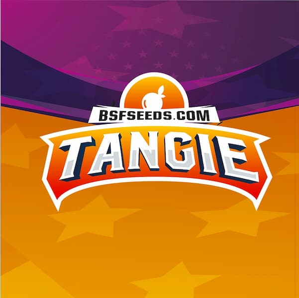 Tangie Samen > BSF Seeds | Feminisierte Hanfsamen  |  Sativa