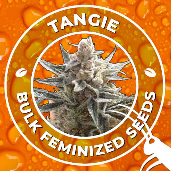 Tangie Seed > Bulk Seeds | Feminized Cannabis   |  Sativa