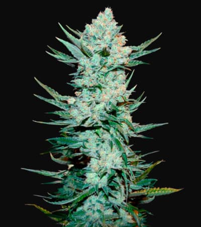 Tangie\'matic > Fast Buds Company | Autoflowering Cannabis   |  Sativa