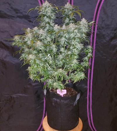 Tangie\'matic > Fast Buds Company | Autoflowering Hanfsamen  |  Sativa