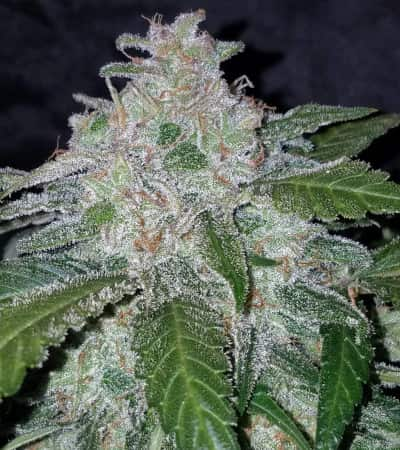 Tangie\'matic > Fast Buds Company | Autoflowering Cannabis   |  Sativa