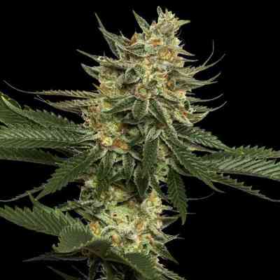 Tangie > Reserva Privada | Feminized Marijuana   |  Sativa