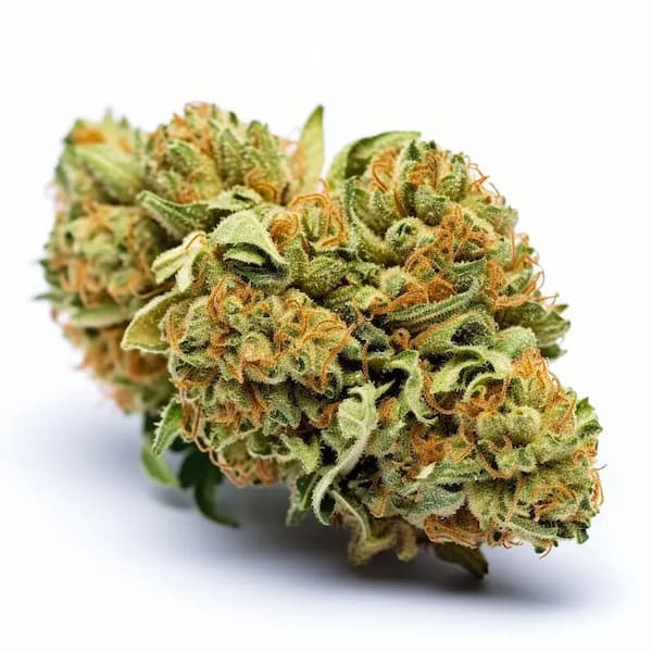 Tangie graines > Graines en Gros | Graines Féminisées  |  Sativa